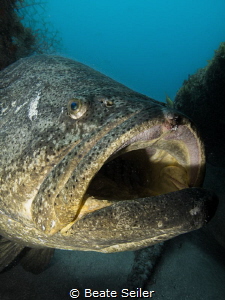 Goliath grouper at the Mizpah wreck by Beate Seiler 